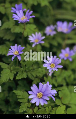 Fiori di vento di Grecia (Anemone Blanda) fiori a margherita in sfumature blu viola che fioriscono all'inizio della primavera, Inghilterra Regno Unito Foto Stock