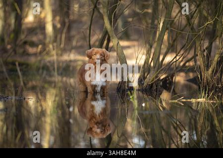Nova Scotia Duck Tolling Retriever Foto Stock