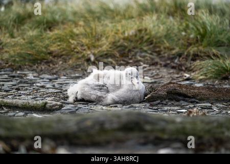 Un soffice petrel gigante del sud (Macronectes giganteus) seduto a terra sull'isola di Barren, Isole Falkland. Foto Stock