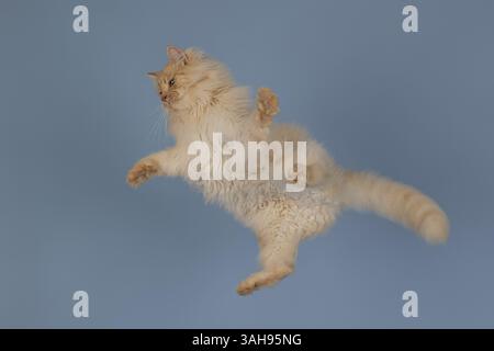 Gatto tedesco longhair Foto Stock