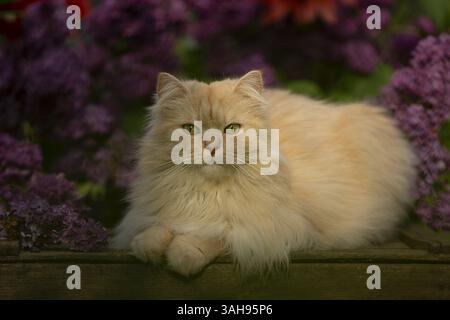 Gatto tedesco longhair Foto Stock