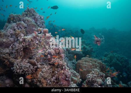Barriera corallina vibrante con la vita Marsa Alam Foto Stock