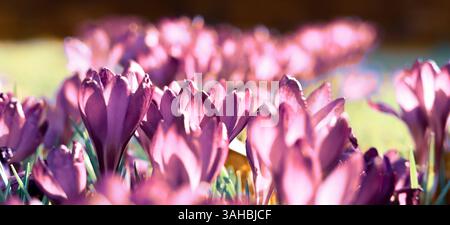 Grande gruppo di Giant Purple Spring Crocus (Vernus) su un prato erboso, fotografato sotto il sole nel sud-est dell'Inghilterra Foto Stock
