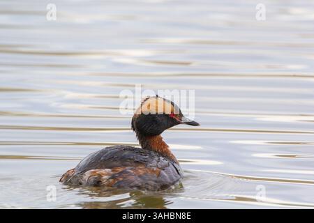 Un primo piano di un uccello raro molto colorato conosciuto come Grebe che nuota tra la palude. Testa a strisce gialle con piccoli occhi rossi brillanti. Foto Stock