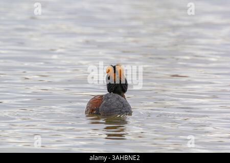 Un primo piano di un uccello raro molto colorato conosciuto come Grebe che nuota tra la palude. Testa a strisce gialle con piccoli occhi rossi brillanti. Foto Stock