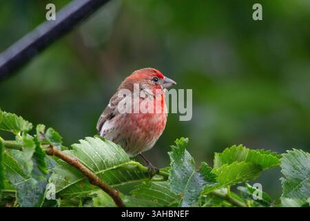 Un primo piano di uno splendido finch rosso arroccato su un ramo circondato da lussureggianti foglie verdi Foto Stock