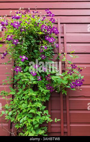 Clematis x jackmanii 'Superba' - Fiori di Barba del Vecchietto che rampicano su un traliccio di legno dipinto di bordeaux sul lato di una casa in estate. Foto Stock
