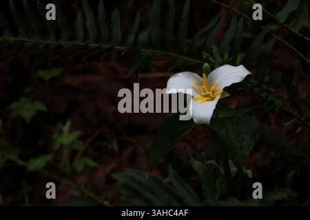 Un primo piano di un fiore bianco di trillium del pacifico, Trillium ovatum, con uno sfondo scuro caratterizzato da foglie verdi Foto Stock