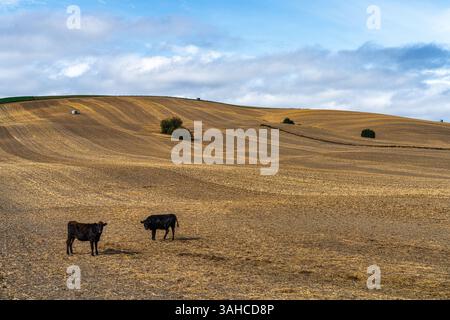 Terreni agricoli con mucche che pascolano nel campo raccolto in autunno Foto Stock