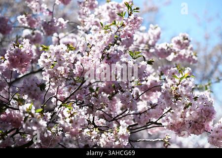 Ciliegio giapponese, ciliegio in fiore giapponese, ciliegio orientale, ciliegio giapponese, ciliegio giapponese, ciliegio in fiore giapponese (Prunus serrulata) Foto Stock