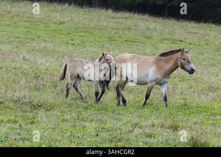 Il cavallo di Przewalski (Equus przewalski) cattura la Germania Foto Stock