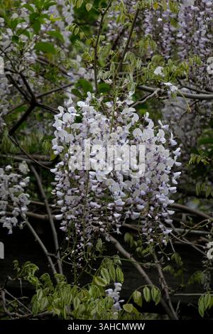 Una cascata di delicati glicini bianchi lavanda, drappeggiati graziosamente sui rami. Foto Stock