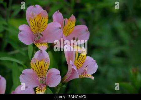 Questi gigli peruviani sono un vivace tocco di colore. Foto Stock