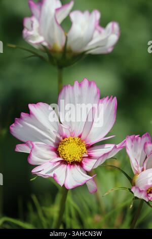 Una sinfonia di morbidi rosa e bianchi, questi cosmo ballano nella brezza dolce. Foto Stock