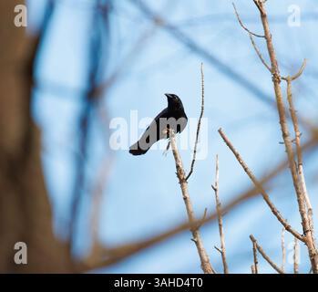 Un corvo arroccato sulla cima di un albero senza foglie in autunno con cielo blu sullo sfondo Foto Stock