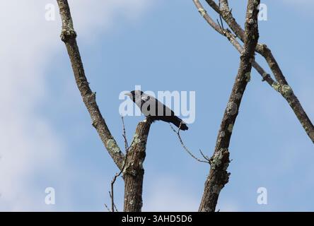 Un corvo arroccato sulla cima di un albero senza foglie in autunno con cielo blu sullo sfondo Foto Stock