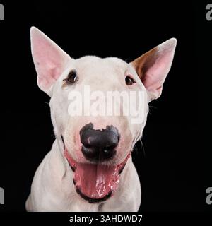 Un ritratto ravvicinato di un toro bianco terrier con la bocca aperta, che mostra un'espressione giocosa. Lo sfondo nero mette in risalto il forte viso del cane Foto Stock