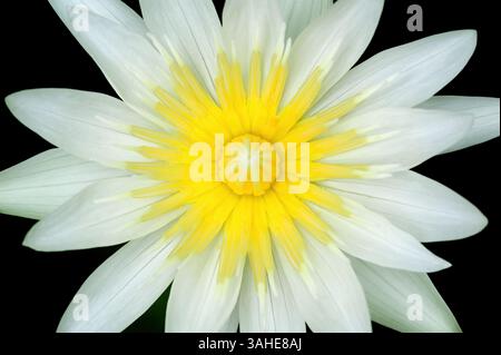 vista dall'alto ravvicinata del loto bianco con polline giallo su sfondo nero con messa a fuoco stretta che lascia sfocata una parte dei pollini Foto Stock