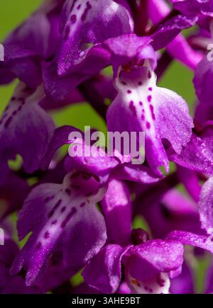 Inizio orchidea viola Foto Stock