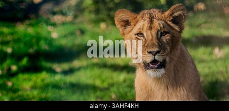 Giovane leone che riposa sull'erba illuminata dal sole, guardando direttamente la fotocamera in un ambiente naturale all'aperto Foto Stock