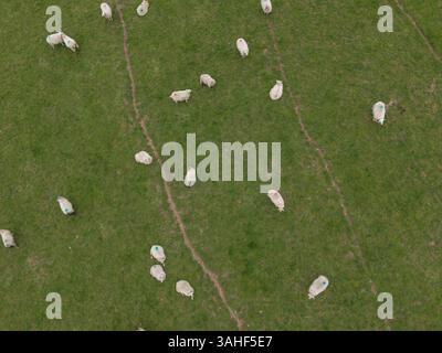 Pecore che pascolano un campo vicino a Ellon, Aberdeenshire, Scozia. Foto Stock