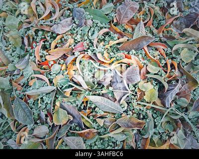 Terreno smerigliato ricoperto da un mix di foglie cadute e piante verdi. Gamma di colori del tardo autunno, dal verde al marrone. La scena suggerisce transizione fr Foto Stock