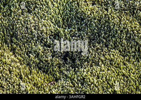 Marzo 22, 2015 - Islanda - Primo piano di un tipico paesaggio panoramico di rocce di muschio guidando lungo la strada di circonvallazione (percorso 1) durante la primavera tra SkaftaÌrtunguvegur e KirkjubÃ¦jarklaustur in Islanda (credito Immagine: © Daniel DeSlover/ZUMA filo) Foto Stock