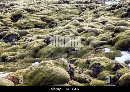 Marzo 22, 2015 - Islanda - un tipico paesaggio panoramico di rocce di muschio guidando lungo la strada di circonvallazione (percorso 1) durante la primavera tra SkaftaÌrtunguvegur e KirkjubÃ¦jarklaustur in Islanda (credito Immagine: © Daniel DeSlover/ZUMA filo) Foto Stock
