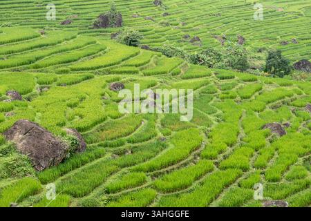 Risaie terrazzate, verde vivace con contorni naturali e rocce sparse in un tranquillo ambiente naturale PU Luong Than Hoa Vietnam Foto Stock
