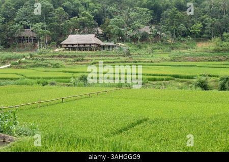 Risaie terrazzate con verde vibrante e contorni naturali in un tranquillo ambiente montano che trasuda tranquillità PU Luong Thanh Hoa Vietnam Foto Stock