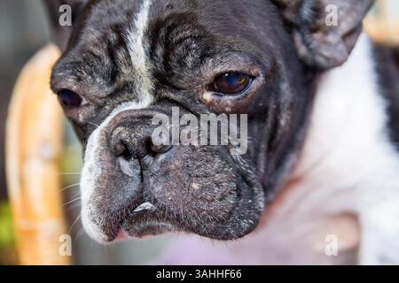 Primo piano di un bulldog francese all'interno con un'espressione divertente, cane usato come animale domestico. Primo piano di animali domestici Foto Stock