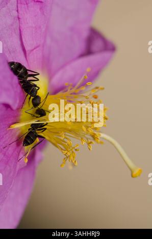 Formiche Camponotus feae su un fiore di Cistus horrens. Riserva naturale integrale dell'Inagua. Gran Canaria. Isole Canarie. Spagna. Foto Stock