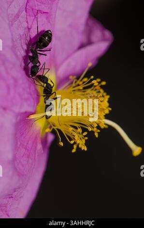 Formiche Camponotus feae su un fiore di Cistus horrens. Riserva naturale integrale dell'Inagua. Gran Canaria. Isole Canarie. Spagna. Foto Stock