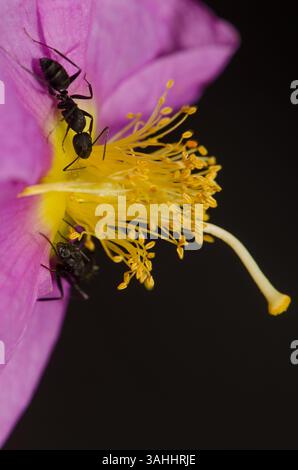 Formiche Camponotus feae su un fiore di Cistus horrens. Riserva naturale integrale dell'Inagua. Gran Canaria. Isole Canarie. Spagna. Foto Stock
