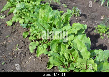 Le verdure di barbabietola crescono in un letto da giardino all'esterno del villaggio Foto Stock