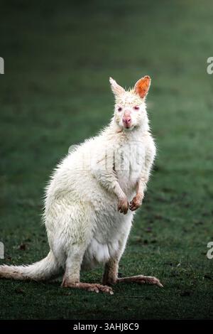 Albino wallaby in allerta nell'habitat naturale, Bruny Island, Tasmania, Australia Foto Stock