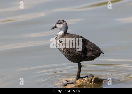 Fulica atra giovane in piedi sulla pietra sull'acqua. Grazioso uccello acquatico nella fauna selvatica Foto Stock