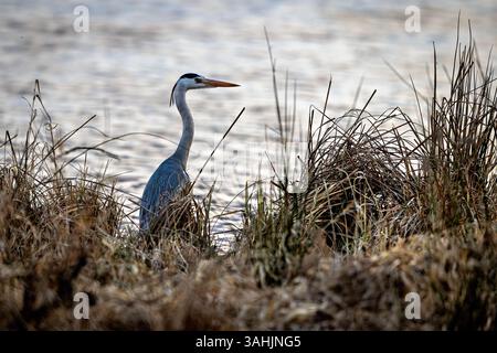 Un Grey Heron in uno stagno Foto Stock
