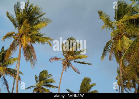 Le alte palme oscillano sullo sfondo di un cielo nuvoloso, catturato dal basso. Tanzania, Africa Foto Stock
