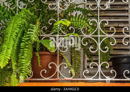 Felci in vaso dietro barre di ferro ornate su una finestra con persiane invecchiate, incorniciate da una vivace vernice arancione Foto Stock