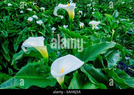 I vivaci gigli bianchi di calla fioriscono tra lussureggianti foglie verdi in un ambiente naturale all'aperto. Garrapata State Park, CALIFORNIA, USA Foto Stock