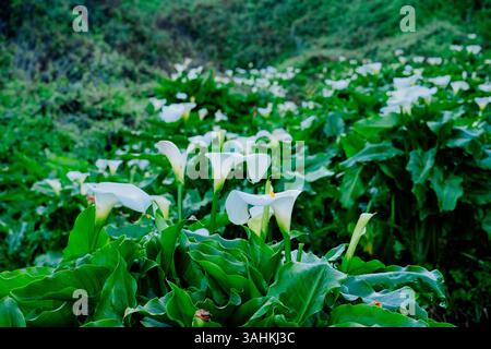 Gigli di calla bianchi che fioriscono in un lussureggiante campo verde circondato da un vivace fogliame. Garrapata State Park, CALIFORNIA, USA Foto Stock