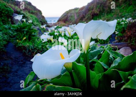 Gigli bianchi di calla in un lussureggiante paesaggio costiero verde durante il giorno. Garrapata State Park, CALIFORNIA, USA Foto Stock