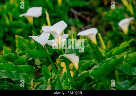 Gigli di calla bianchi circondati da foglie verdi lussureggianti in un ambiente giardino. Garrapata State Park, CALIFORNIA, USA Foto Stock