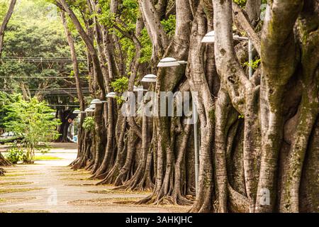Alti alberi fitti che costeggiano un marciapiede della città con tronchi intrecciati e tettoie verdi Foto Stock