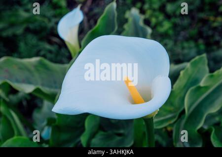 Primo piano di un giglio di calla bianco con foglie verdi lussureggianti sullo sfondo. Garrapata State Park, CALIFORNIA, USA Foto Stock