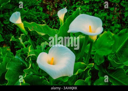 Gigli di calla bianchi con foglie verdi lucide in un lussureggiante giardino. Garrapata State Park, CALIFORNIA, USA Foto Stock