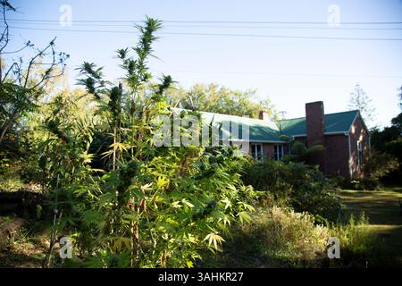 Lussureggianti piante da giardino con una casa in mattoni e tetto verde sullo sfondo in una giornata di sole. Auckland, nuova Zelanda Foto Stock