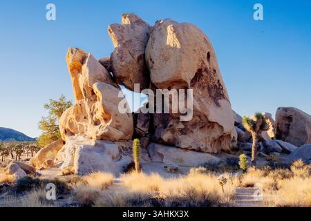 Formazioni rocciose illuminate dal sole e vegetazione sparsa in un paesaggio desertico al crepuscolo. Joshua Tree National Park, CALIFORNIA, USA Foto Stock