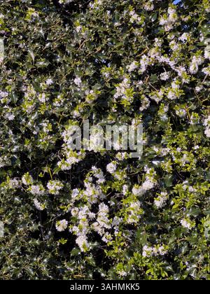 Una siepe di holly e blackthorn (prunus spinosa) nell'Herefordshire. La spettacolare fioritura bianca di Blackthorn è uno dei primi segni della primavera Foto Stock